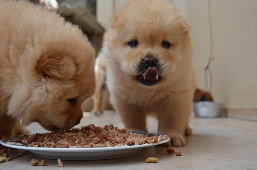 Din hund