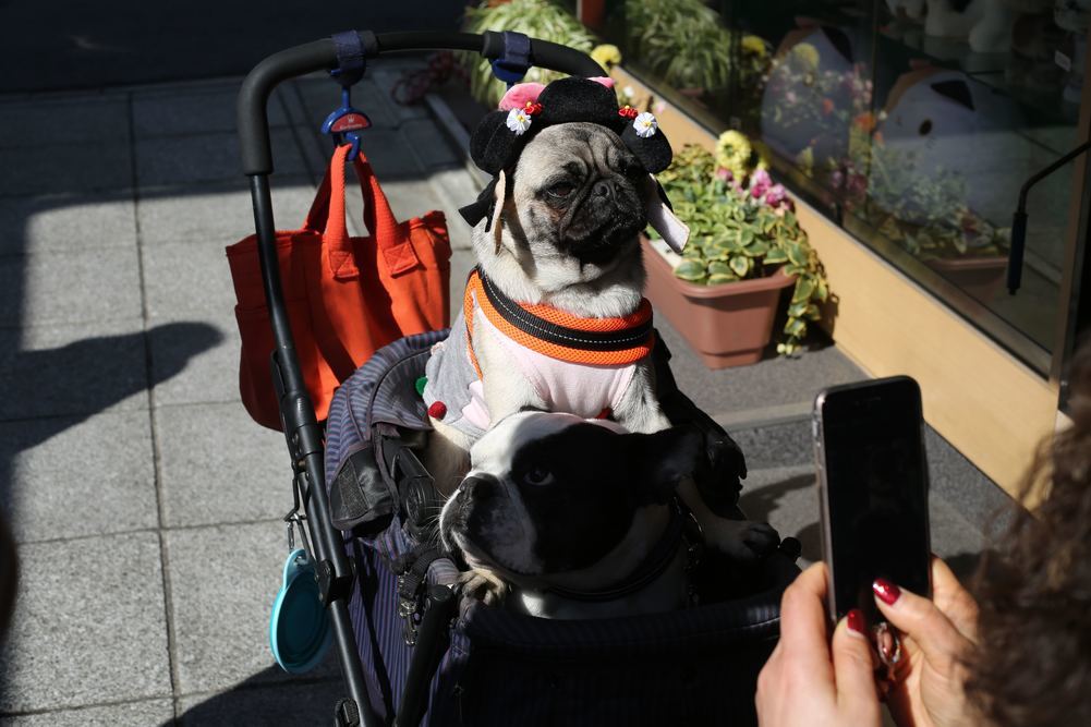 Hvorfor du bør trene hunden din