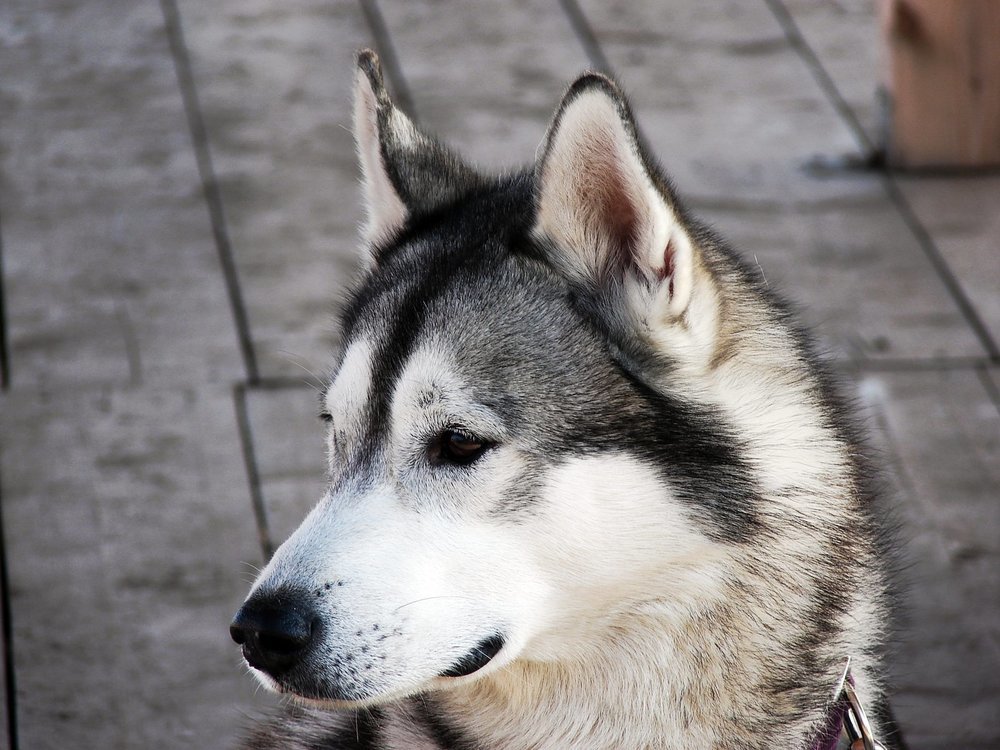 Tapet som passer både deg og hunden din