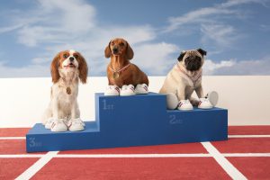 Fun shot of three small dogs on a winners podium. Spaniel, Daschund and Pug.