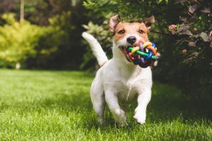 pet, dog, playing, ball, colorful, lawn, jack russell terrier
