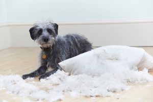 Badly Behaved Dog Ripping Up Cushion At Home